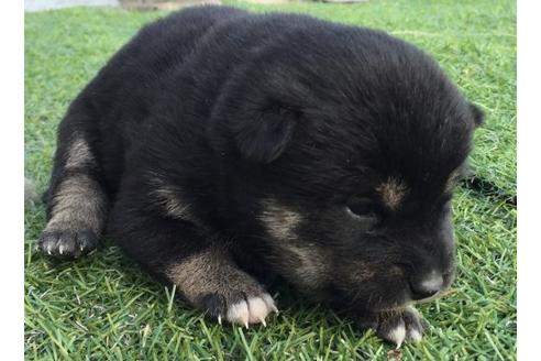 成約済の長崎県の柴犬-10525の3枚目