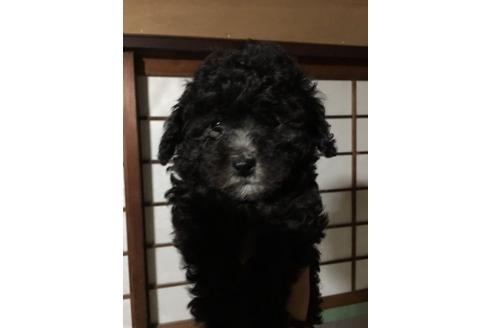 成約済の山口県のトイプードル-10559の1枚目