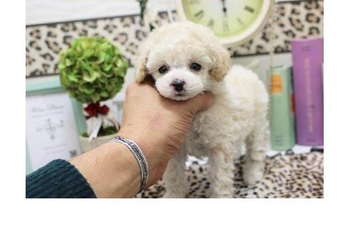 成約済の大阪府のトイプードル-10562の3枚目