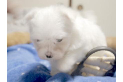 成約済の埼玉県のマルチーズ-10283の3枚目