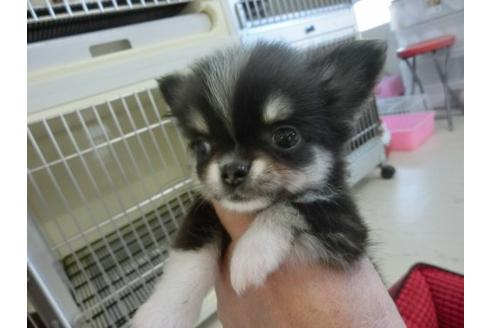 成約済の福岡県のチワワ-10589の1枚目