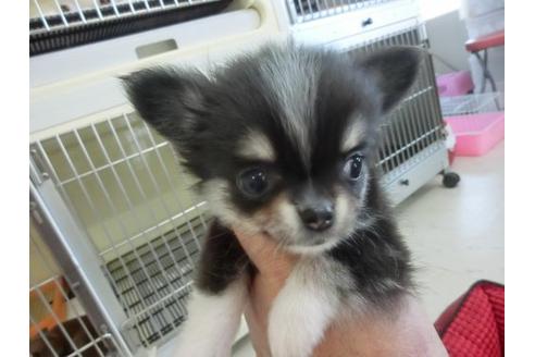 成約済の福岡県のチワワ-10589の2枚目