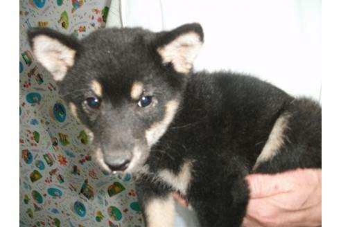 成約済の埼玉県の柴犬-9516の4枚目