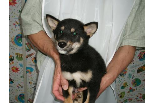 成約済の埼玉県の柴犬-9516の3枚目