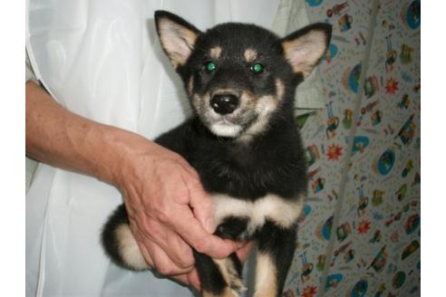 成約済の埼玉県の柴犬-9516の2枚目