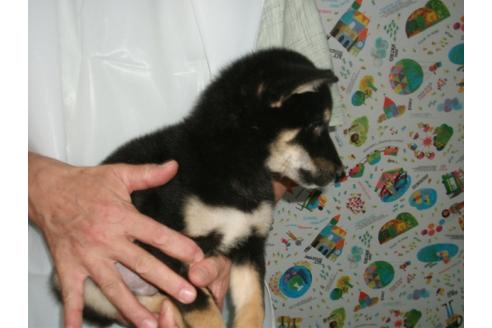 成約済の埼玉県の柴犬-9516の1枚目