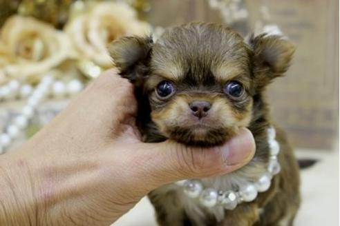 成約済の大阪府のチワワ-10609の3枚目