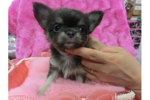 成約済の京都府のチワワ-10611の3枚目