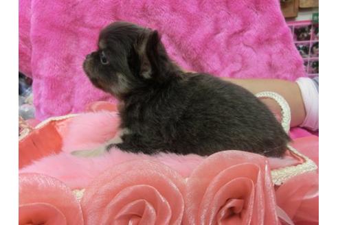 成約済の京都府のチワワ-10611の1枚目