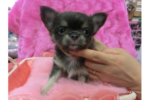成約済の京都府のチワワ-10611の2枚目