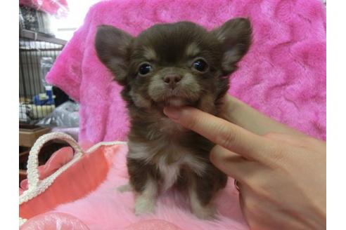 成約済の京都府のチワワ-10612の1枚目