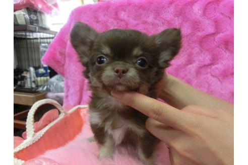 成約済の京都府のチワワ-10612の2枚目
