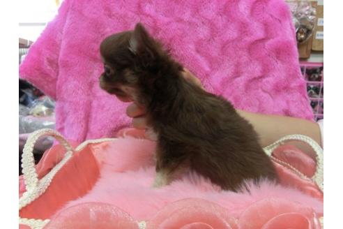 成約済の京都府のチワワ-10612の3枚目