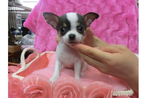 成約済の京都府のチワワ-10613の2枚目