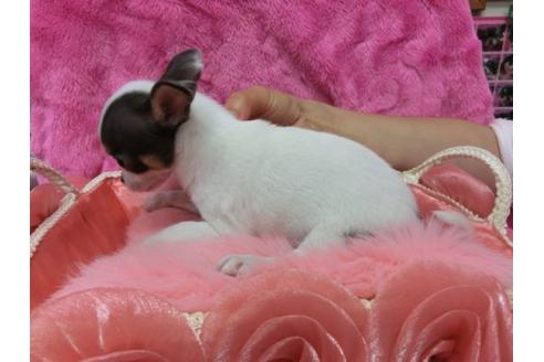 成約済の京都府のチワワ-10613の3枚目