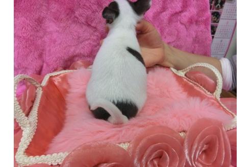 成約済の京都府のチワワ-10613の1枚目