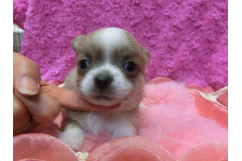 成約済の京都府のチワワ-10614の1枚目