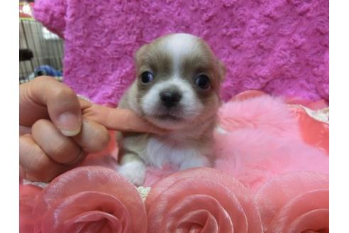 成約済の京都府のチワワ-10614の2枚目