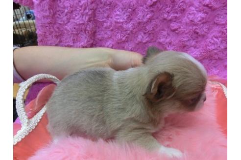 成約済の京都府のチワワ-10614の3枚目