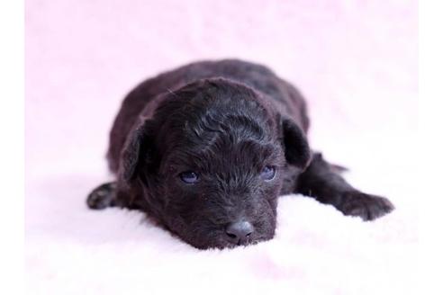 成約済の栃木県のトイプードル-10617の1枚目