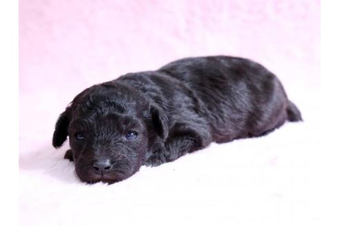 成約済の栃木県のトイプードル-10617の2枚目