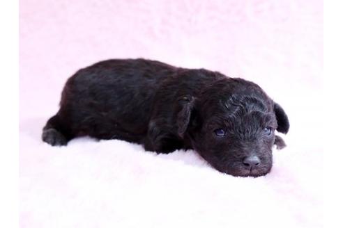 成約済の栃木県のトイプードル-10617の3枚目