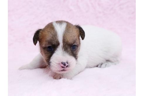 成約済の栃木県のジャックラッセルテリア-10618の1枚目