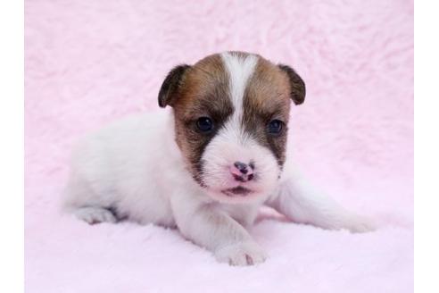 成約済の栃木県のジャックラッセルテリア-10618の2枚目