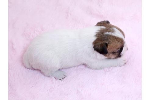 成約済の栃木県のジャックラッセルテリア-10618の3枚目