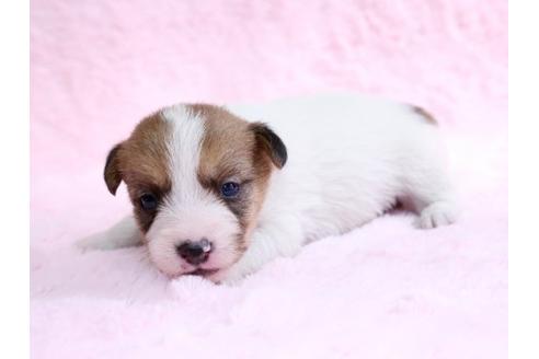 成約済の栃木県のジャックラッセルテリア-10619の1枚目