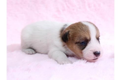 成約済の栃木県のジャックラッセルテリア-10619の2枚目