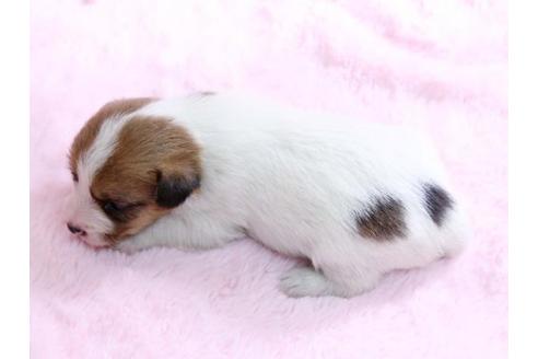 成約済の栃木県のジャックラッセルテリア-10619の3枚目