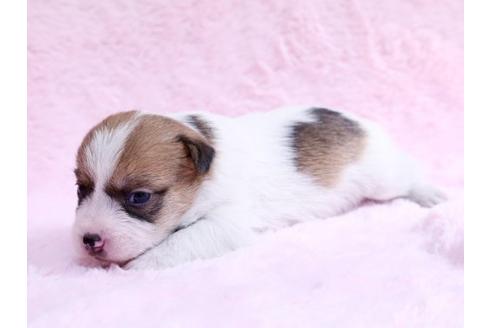 成約済の栃木県のジャックラッセルテリア-10620の2枚目