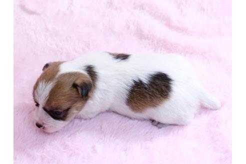 成約済の栃木県のジャックラッセルテリア-10620の3枚目