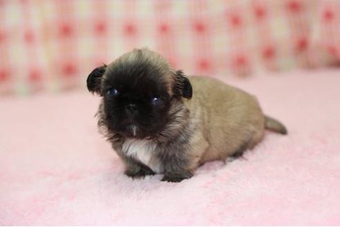 成約済の大分県のペキニーズ-10621の2枚目