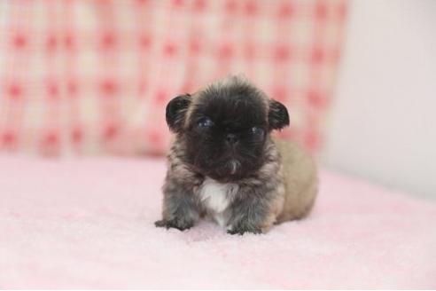 成約済の大分県のペキニーズ-10621の3枚目