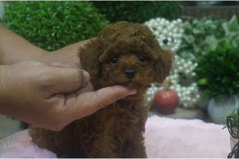 成約済の京都府のトイプードル-10623の3枚目