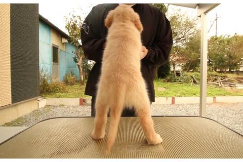 成約済の栃木県のゴールデンレトリーバー-9727の3枚目