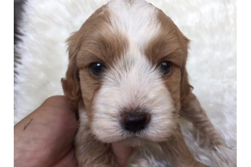 成約済の茨城県のミックス犬-10650の1枚目