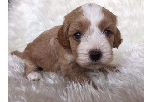 成約済の茨城県のミックス犬-10650の2枚目