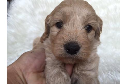 成約済の茨城県のミックス犬-10651の1枚目