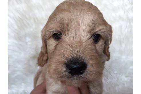 成約済の茨城県のミックス犬-10651の3枚目
