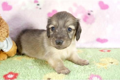 成約済の兵庫県のミニチュアダックスフンド-10674の1枚目