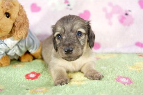 成約済の兵庫県のミニチュアダックスフンド-10674の2枚目