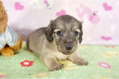 成約済の兵庫県のミニチュアダックスフンド-10674の3枚目