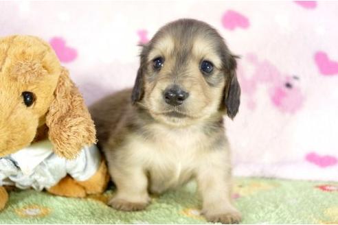 成約済の兵庫県のミニチュアダックスフンド-10675の1枚目