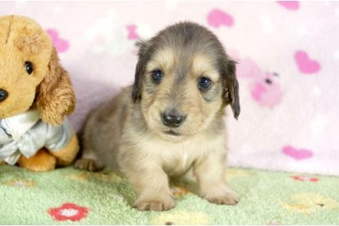 成約済の兵庫県のミニチュアダックスフンド-10675の2枚目