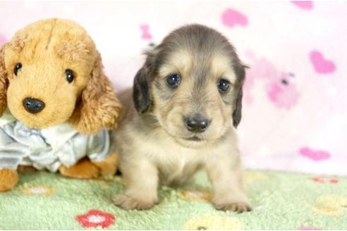 成約済の兵庫県のミニチュアダックスフンド-10675の3枚目