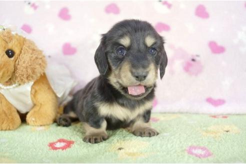 成約済の兵庫県のミニチュアダックスフンド-10676の1枚目