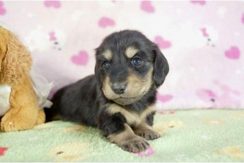 成約済の兵庫県のミニチュアダックスフンド-10676の2枚目